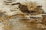 Polished Petrified Wood Stand-up - Sweethome, Oregon #162881-2